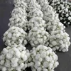 White 03