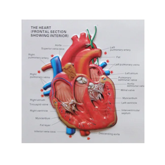 Customized PVC Wall Poster Embossed 3D Plastic Medical Anatomical Chart