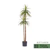 Agave de hojas estrechas, tallo doble, 160 cm (viene con base negra)
