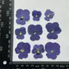 Pansy azul