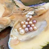 Edison Pearl Monster Oyster (1 pz)