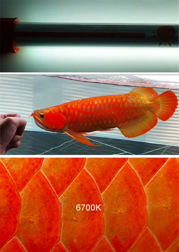 Enhance Arowana Color with Blueearth T5 Tanning Lights