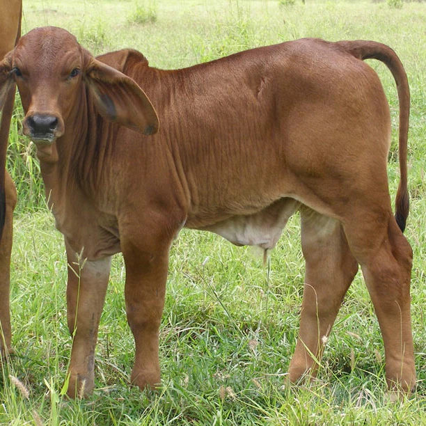 High Quality Pregnant Holstein Heifer Brahman Limousin Dairy Livestock Cattle Buy Holstein Dairy Cows For Sale Brahman Calves Brahman Bulls Pregnant Brahman Cattle Cows Healthy Pregnant Holstein Heifers Cow Product On Alibaba Com