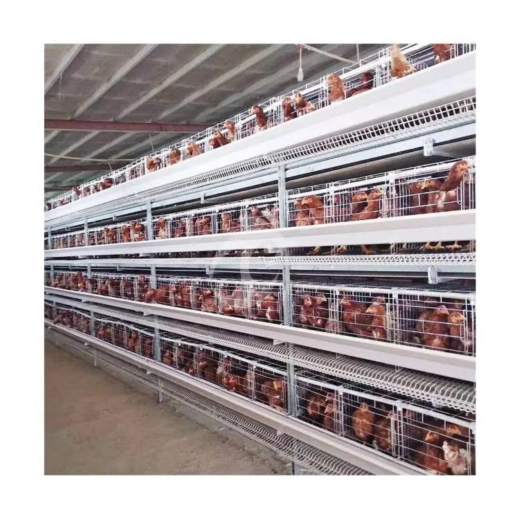 Battery Layer Brooder Cages of Poultry Chicks for 5000 Birds