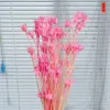 Rose d'eau
