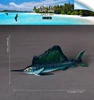 481 Poissons-voile