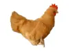 Marrone chiaro