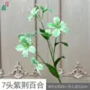 Lirio Bauhinia de 7 cabezas LYS Verde