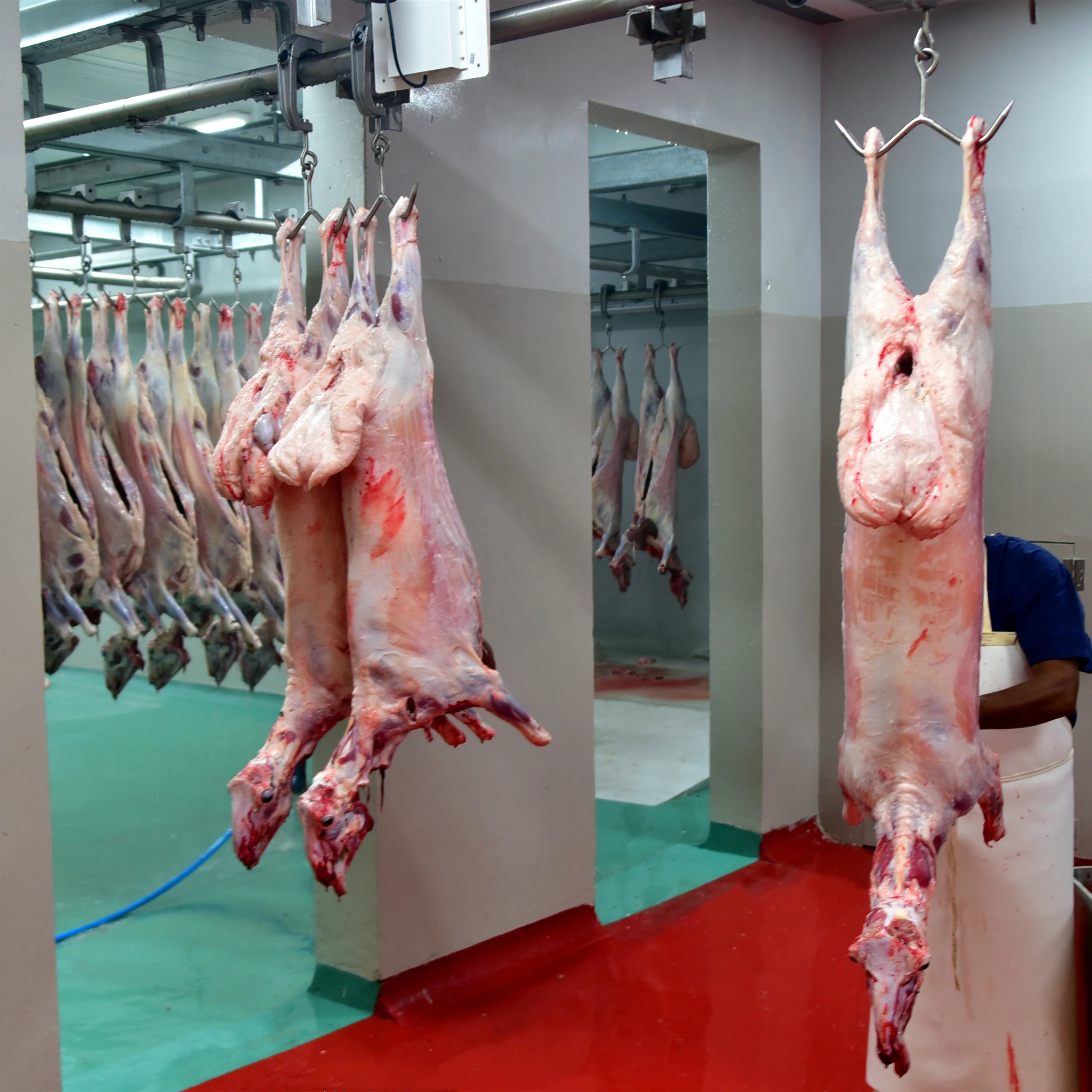 Sheep slaughterhouse 200 heads per hour goat skin machine
