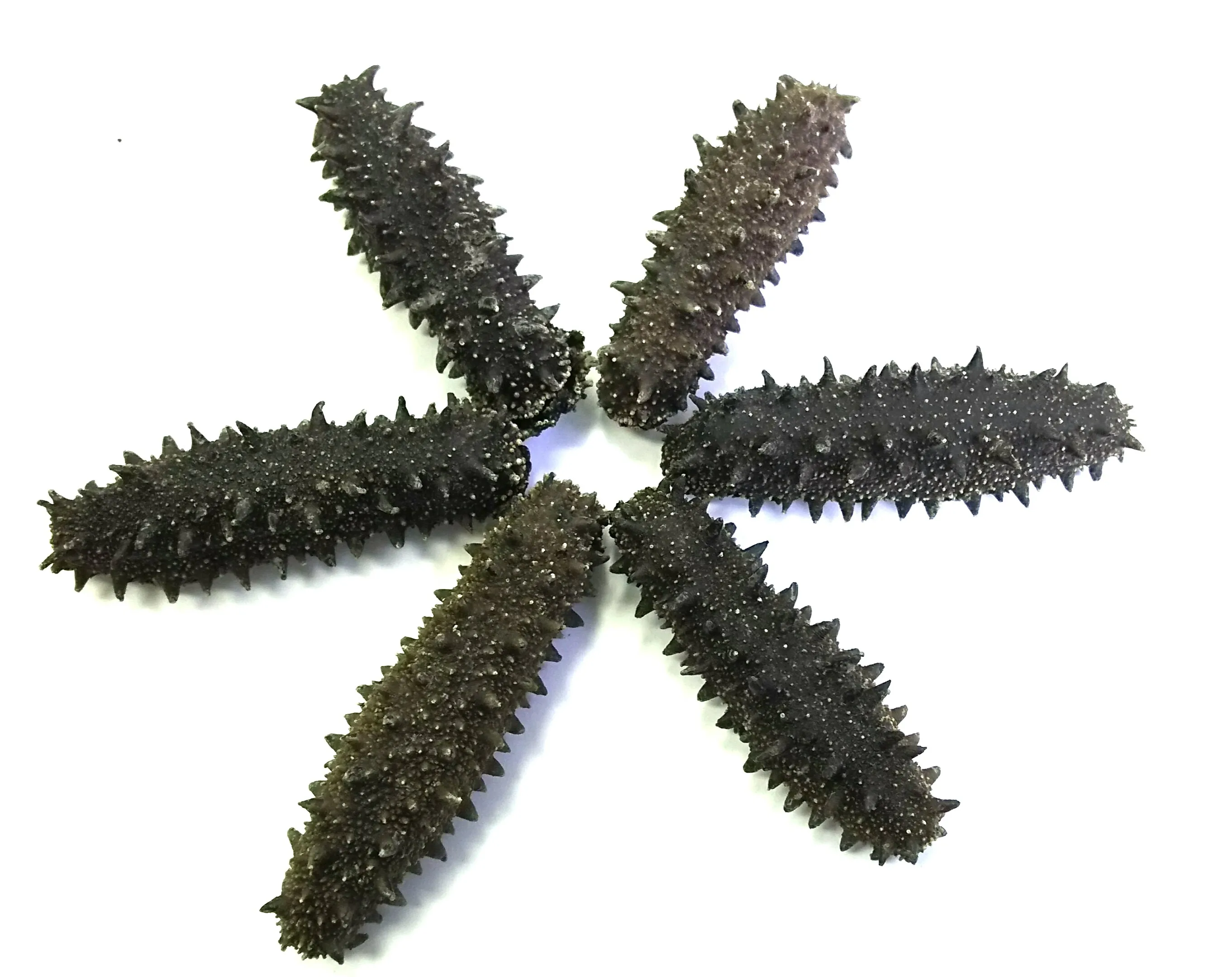 Dried Sea Cucumber Buy Sea Cucumber,Sea Cucumber,Sea Cucumber Product on