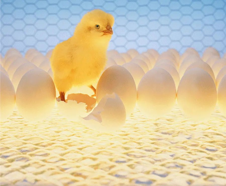 Multi-Function Dual Power LED Light 98% Hatching Rate Small Chicken Egg Incubator Automatic Egg Incubator