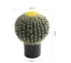 Cactus di grandi dimensioni