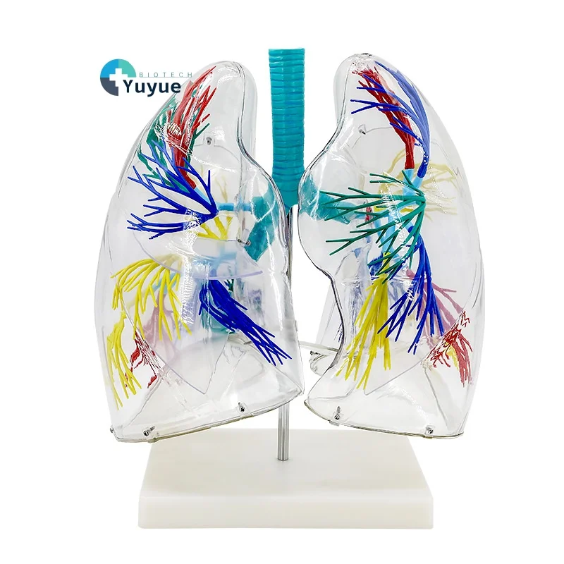 Transparent Lung Model with Bronchial Tree Structure