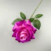Rose-violet à grandes cornes