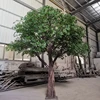 Albero 5
