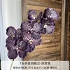 Orchid deep purple