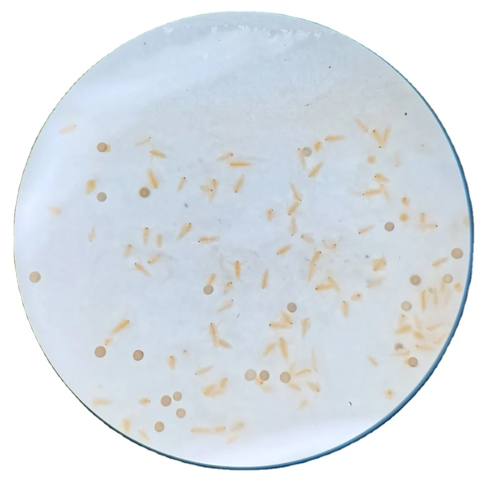 bohai bay artemia cysts brine shrimp egg cheaper than osi