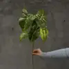 #1 Colocasia Foglia Verde