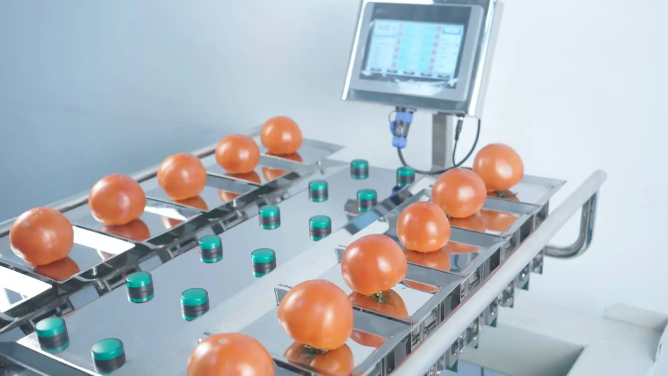 Fruits Vegetables Weighing Manual Combination Weigher for 10 Heads Packing Machine