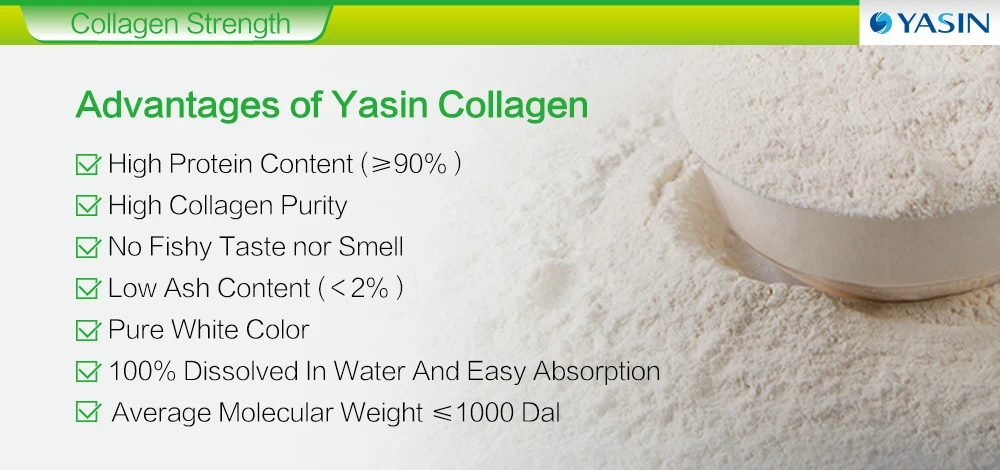Best Collagen Powder