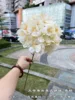 11# grande ortensia americana a fiore singolo color champagne (speciale)