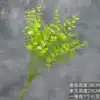 ช่อใบยูคาลิปตัส - สีเขียวอ่อน