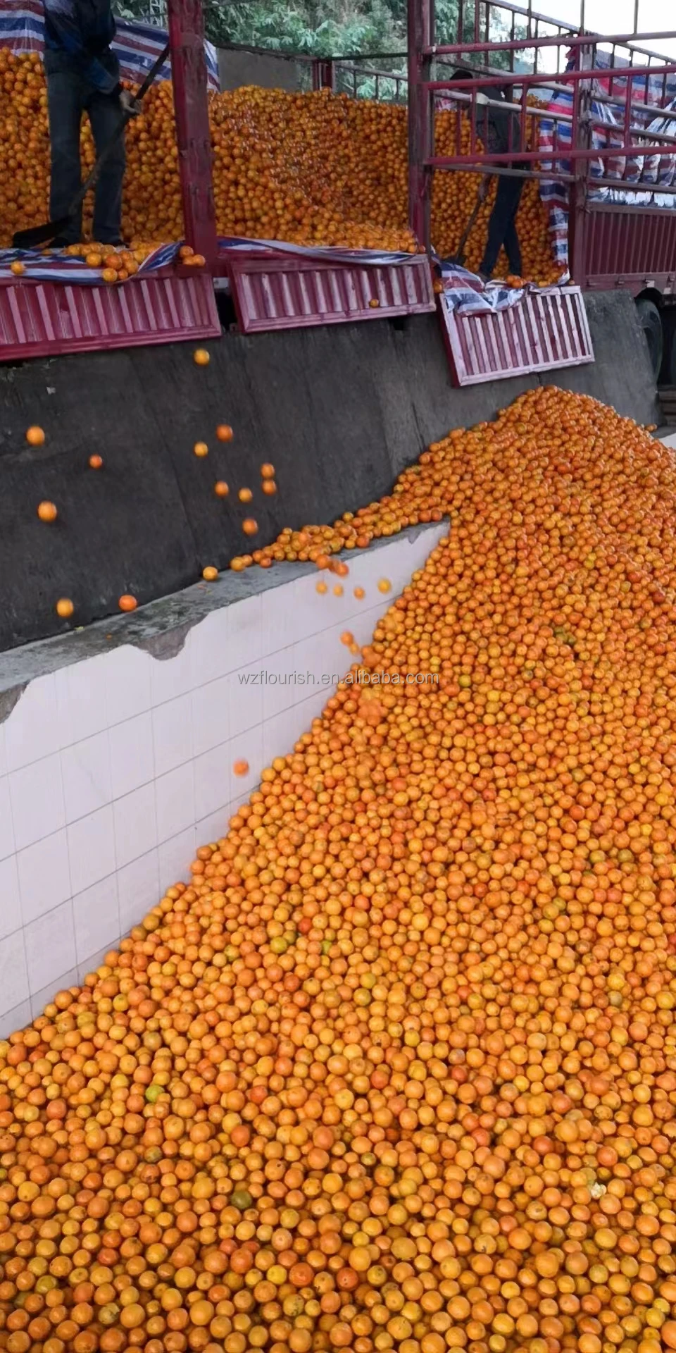 Whole Complete Fruit Juice Concentrated Juice Production Line
