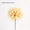 A White Toona Tree Fruit [Send a Bundle of Flowers, Leaves and H