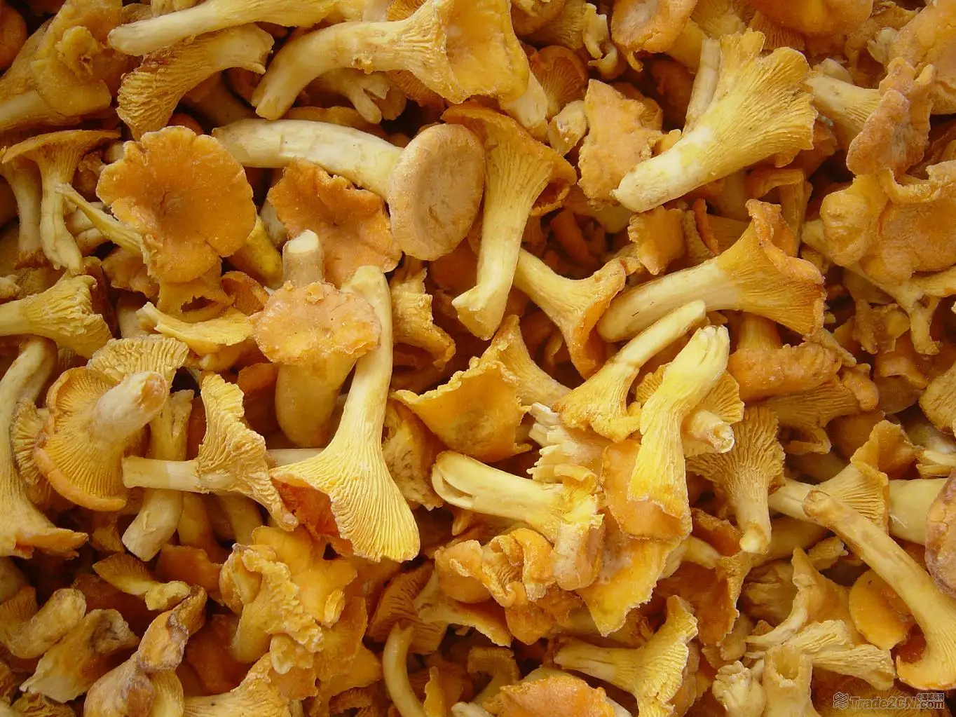 IQF Chanterelles