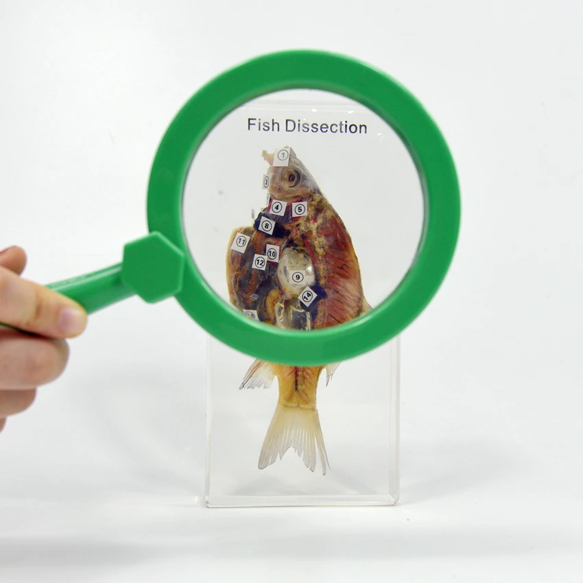 Real Fish Resin Specimen Taxidermy Animal Fish Dissection Educational Toys for High School
