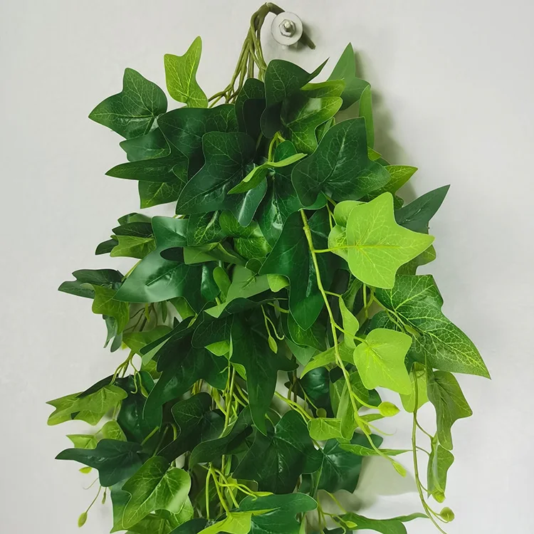 elefantenohr friedrichshafen Alocasia zebrina (Elefantenohr)(M) kaufen