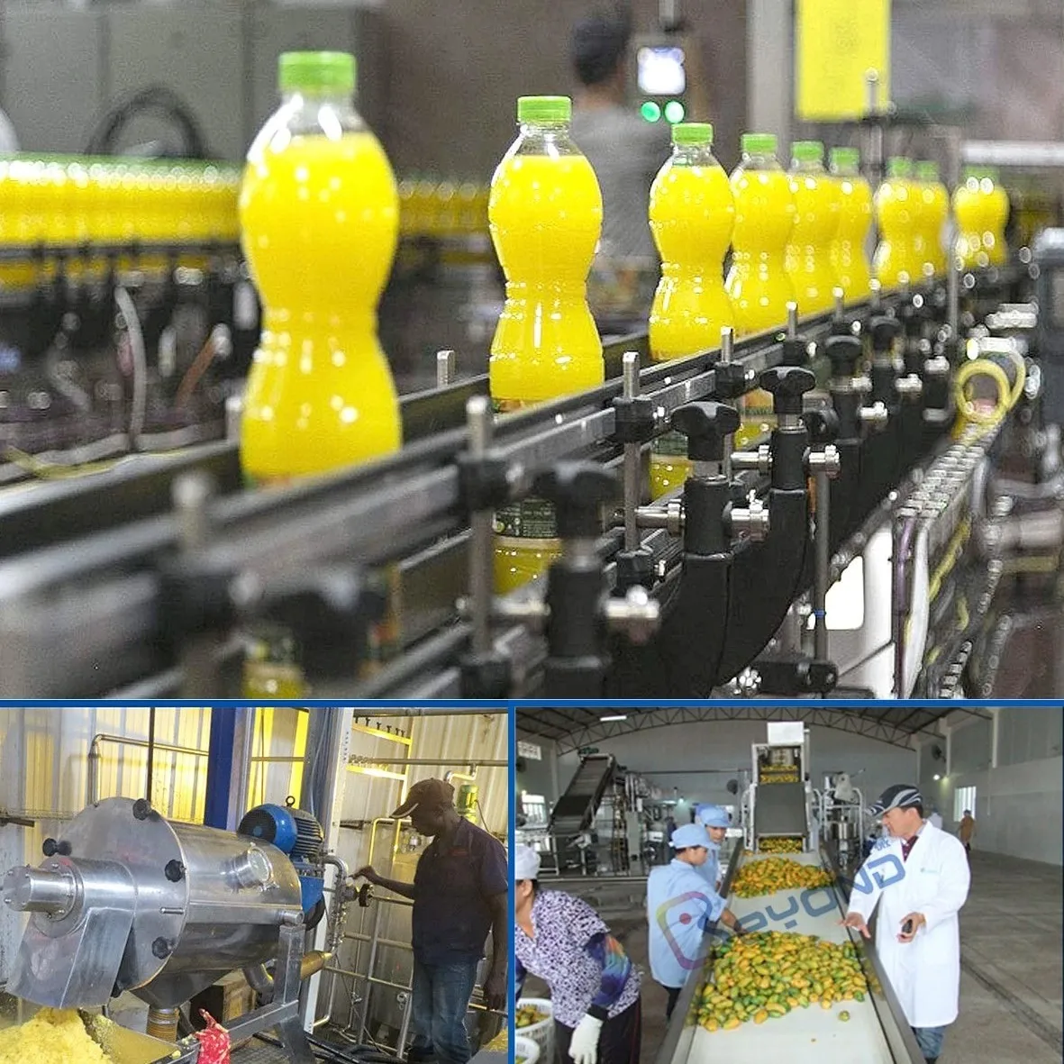 Complete Mango and Pineapple Production Plant Mango Juice Processing Line Customized Fruit Juice Making Machine Provided PLC 600