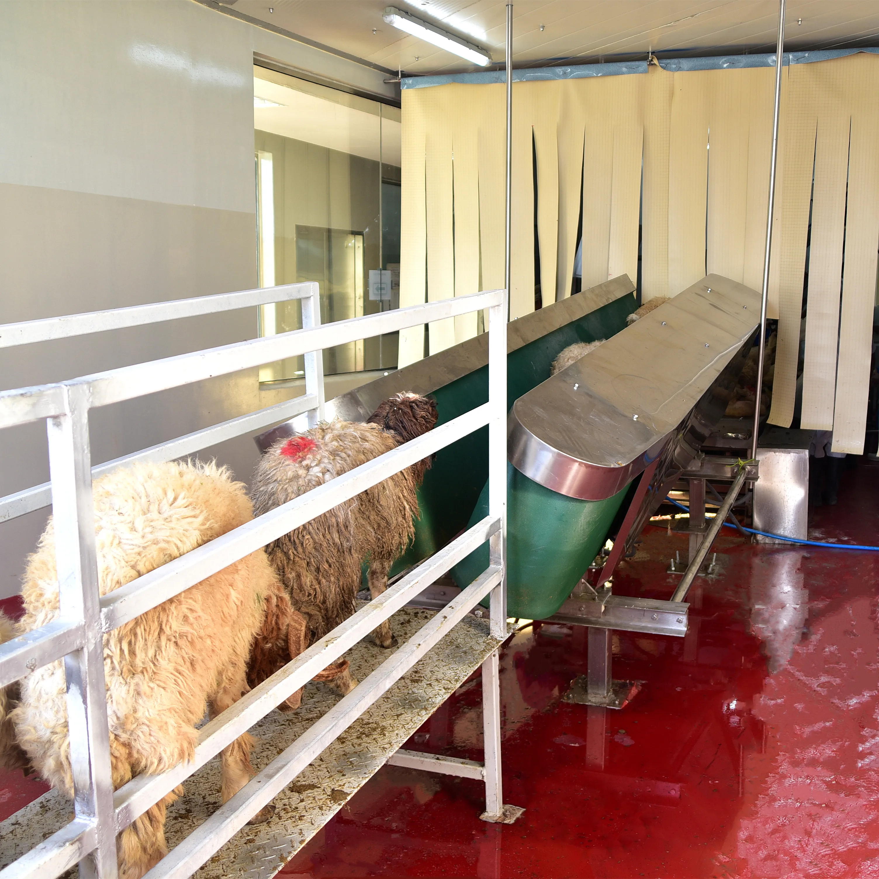 Automatic v-shaped conveyor belt sheep slaughtering line