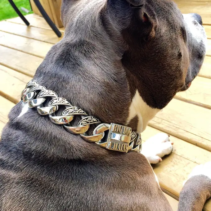 Bully Dog Collar 18k Gold Plated Stainless Steel Chain