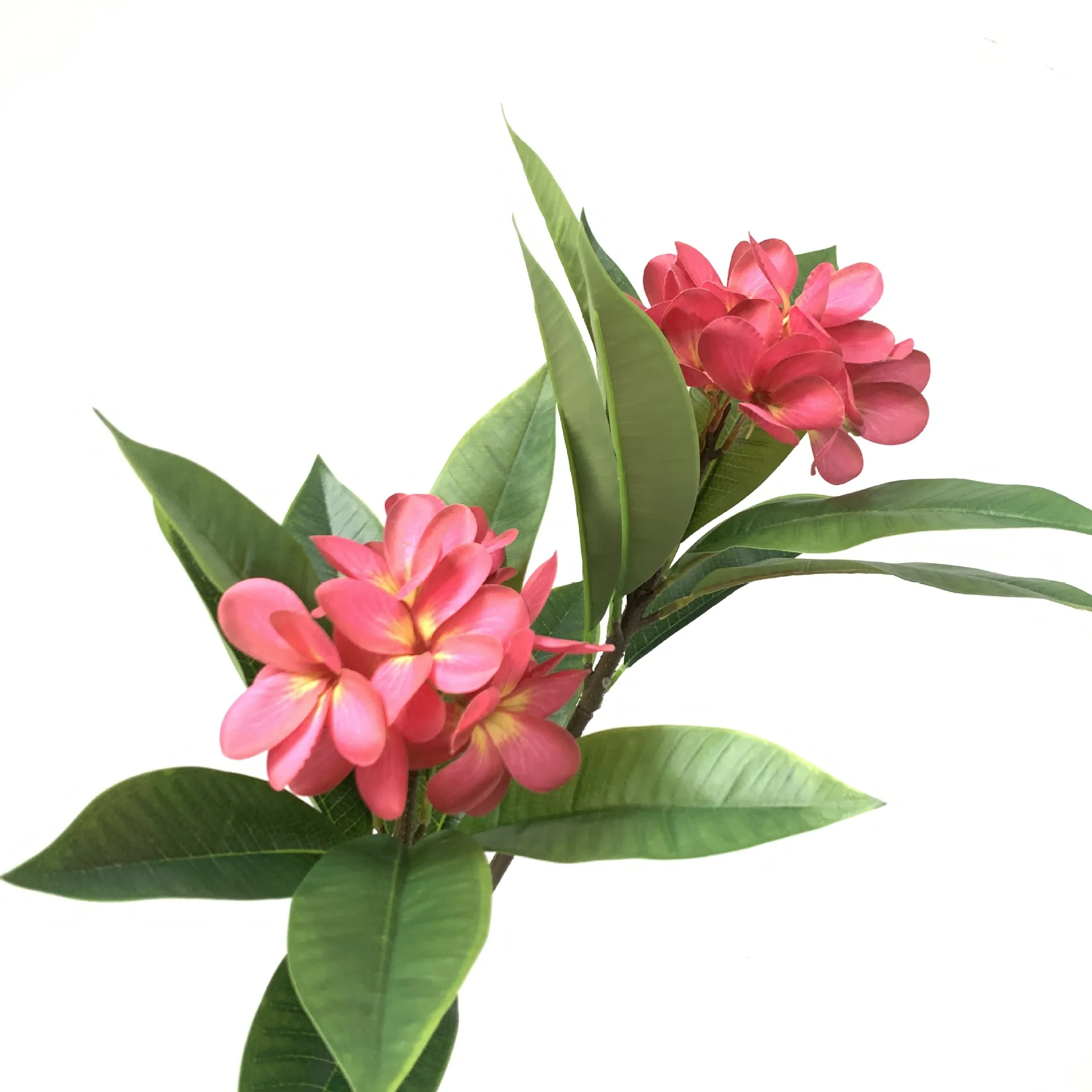 High Quality Plumeria Single Stem 3d Real Touch Plumeria Flower For ...