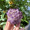 Purple Quartz Crystal Cluster