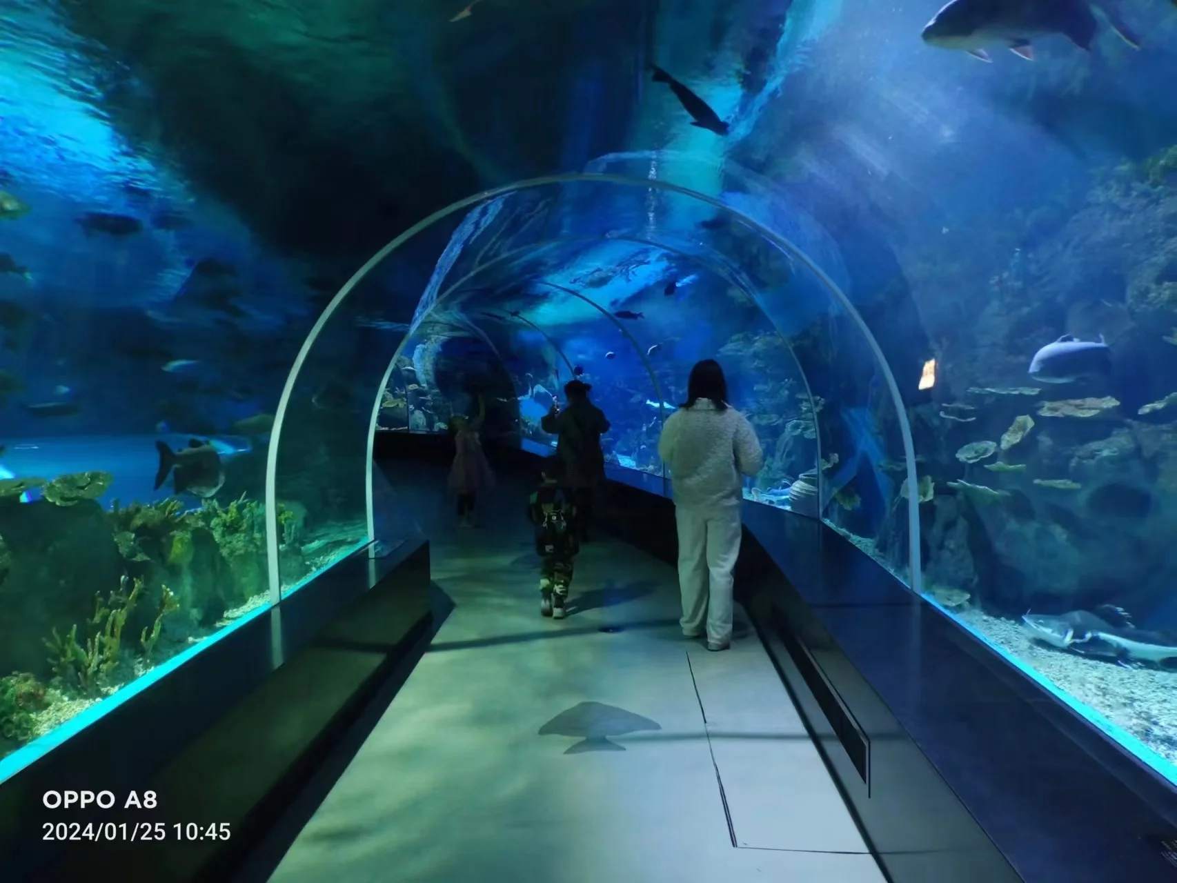 2024 hoko wera hou tauira ritenga nui kiriaku aquarium ika tank kauhanga kiriaku