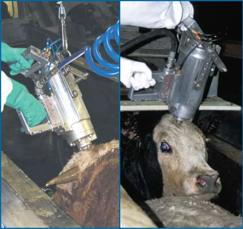 Cattle pneumatic shock gun striker for cattle slaughtering equipment