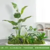 Aménagement paysager de plantes vertes banane de type G
