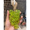 Prismatic green grape soap-in foaming mesh