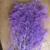 Rosa viola