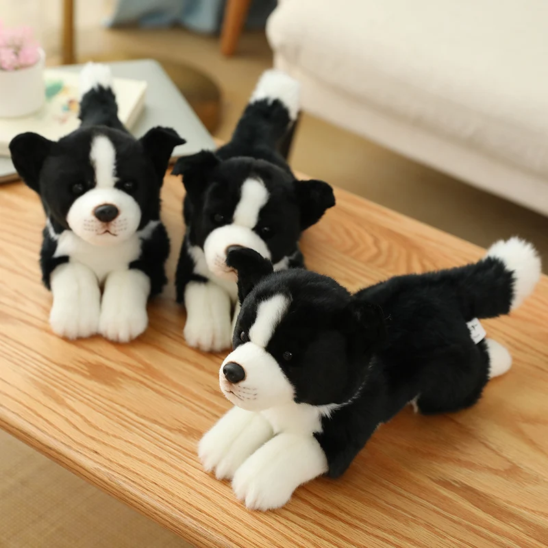 bearded collie teddy