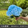 Sky blue 5-headed hydrangea