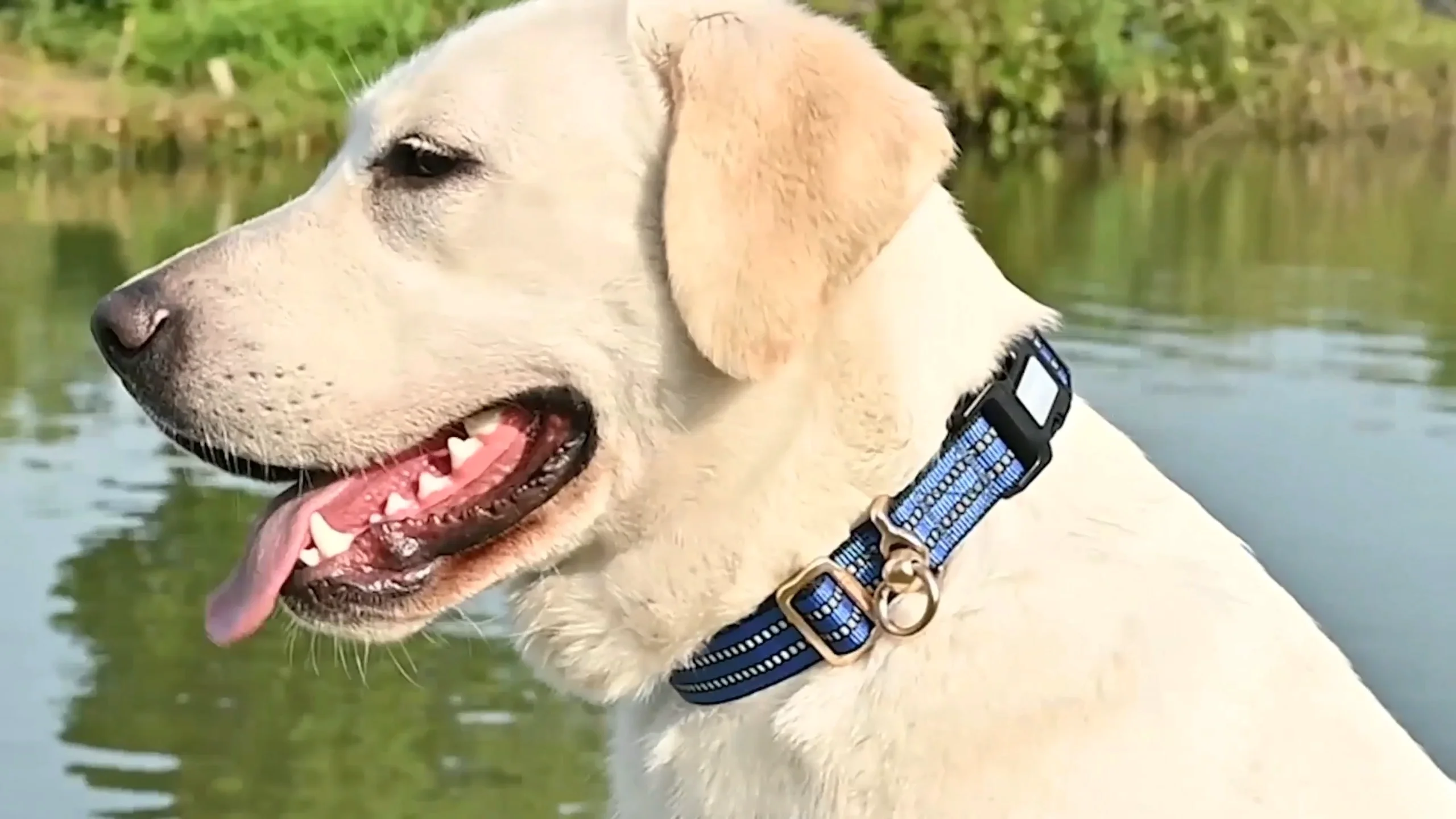 High Quality Tactical Blue Reflective Dog Collars Nylon In Bulk