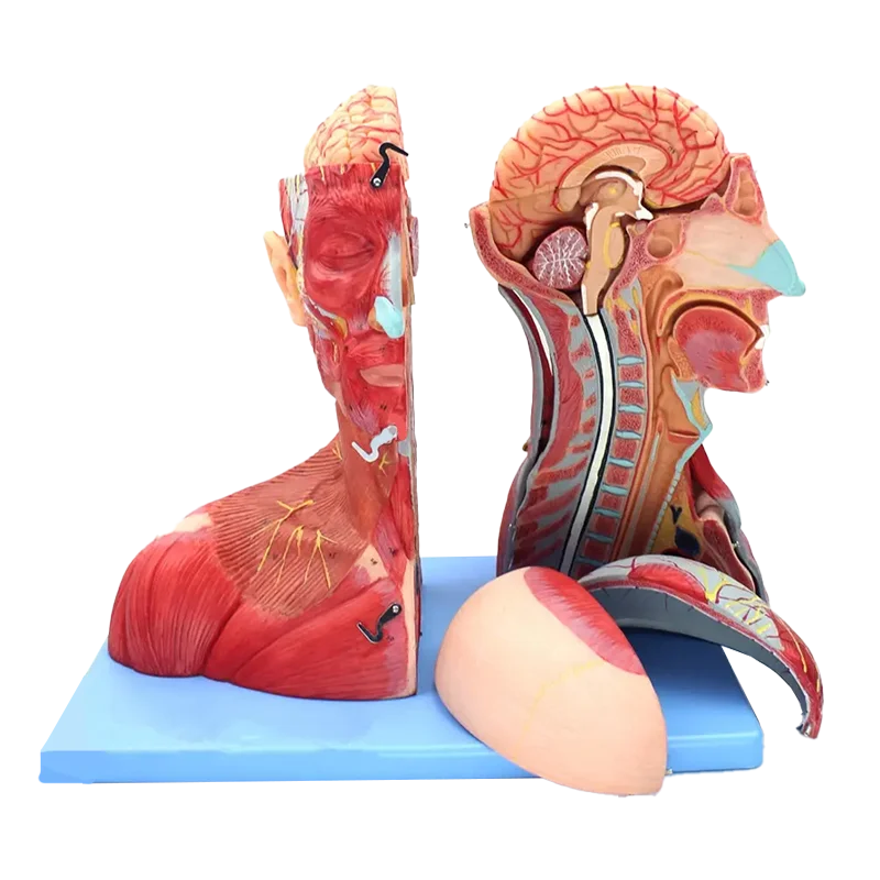Медицинская профессиональная Анатомия человека модель нейроэнцефалона для головы и шеи