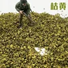 Hoja amarilla 2