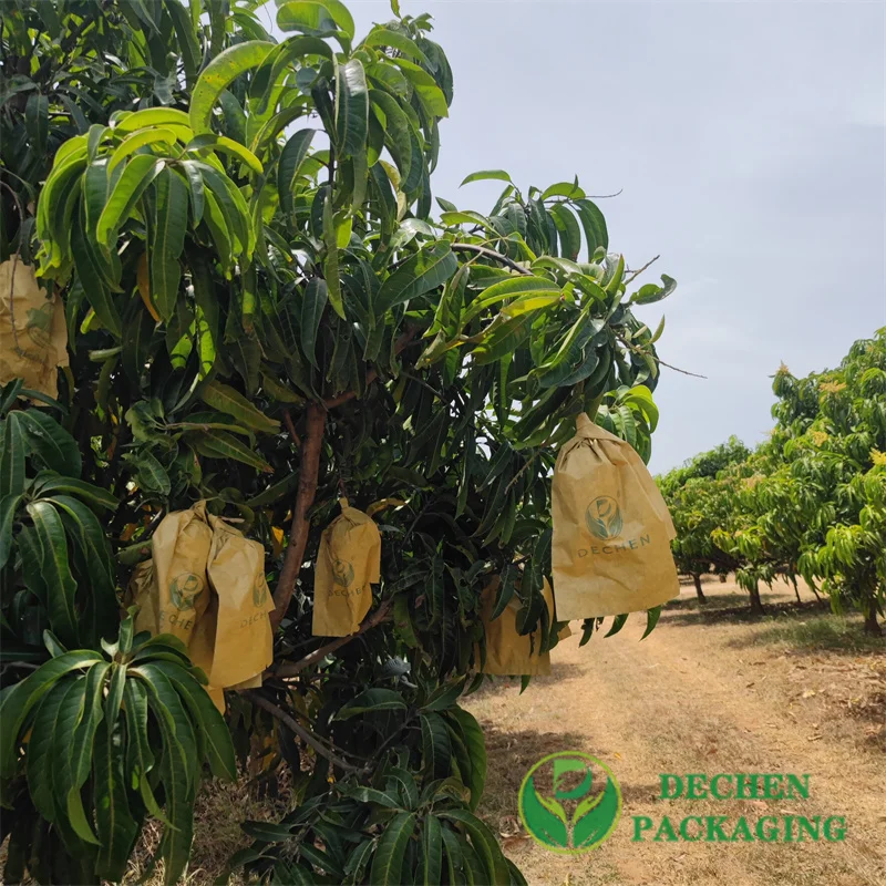 mango fruit cover