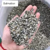 Dalmation
