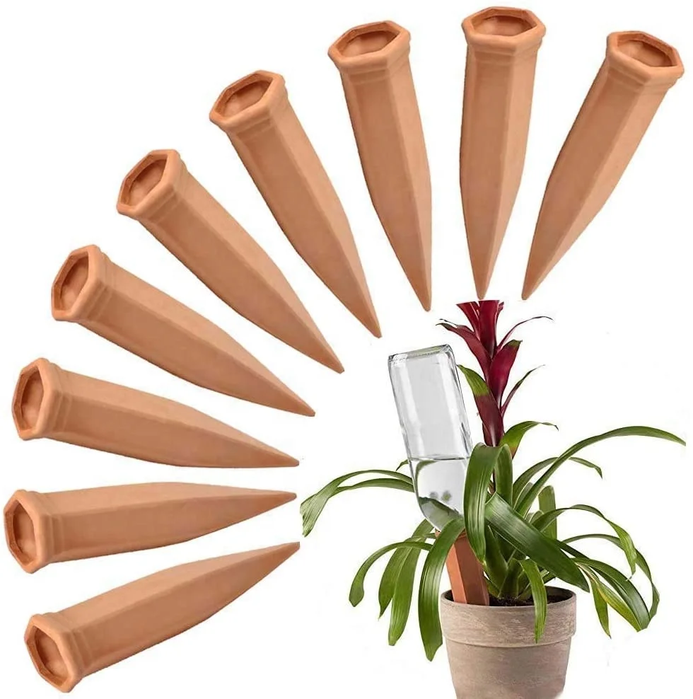 money tree plant hawaii Money Tree (Pachira aquatica) – Rolling Greens
