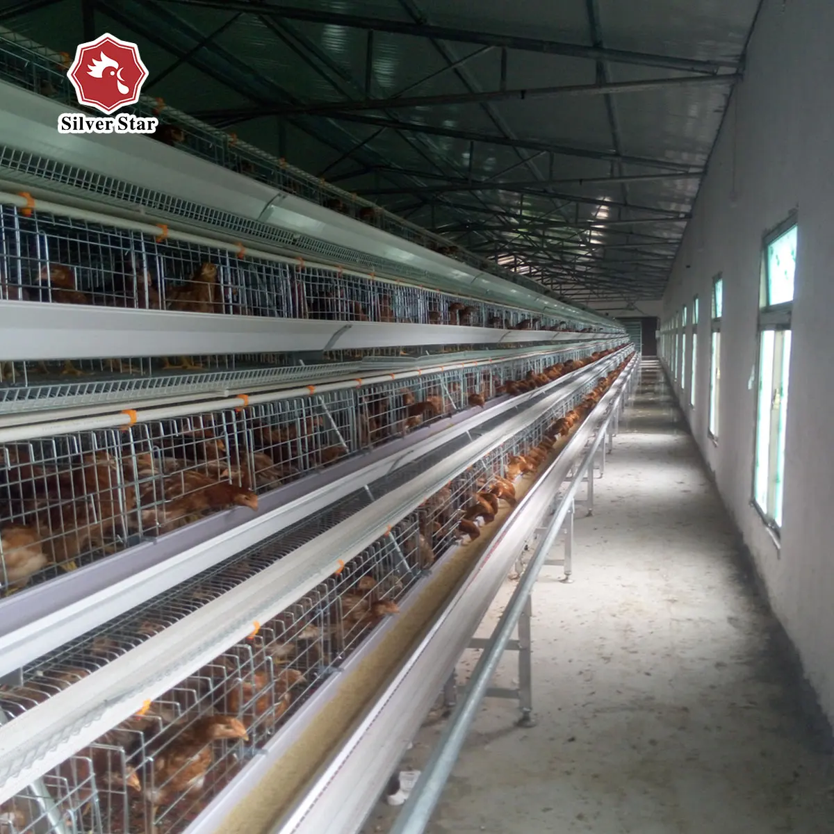 Layer Chicken Coop Design for Modern Uganda Farms